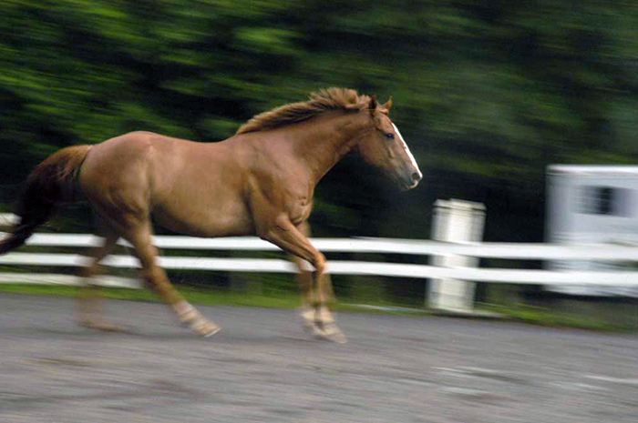 EE145_horse.jpg