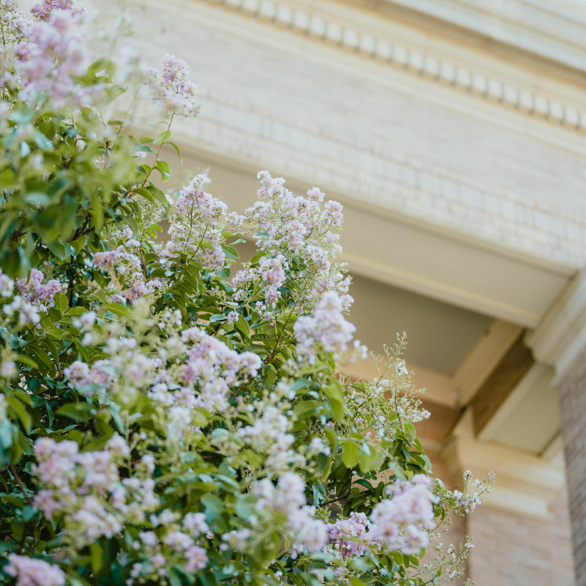 Campus Flowers